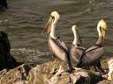 More pelicans on the rocks below.